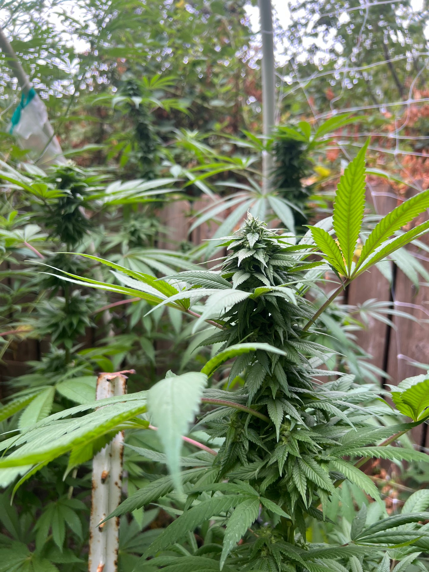 Maruf, Kandahar, Afghanistan (Zed Black #1) BOGO FREE