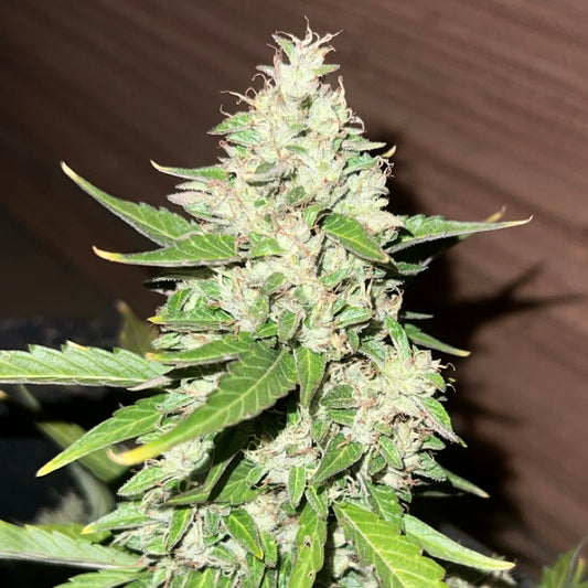 Sour Black Diesel (Sour Diesel x Maruf Kandahar ‘Zed Black’)