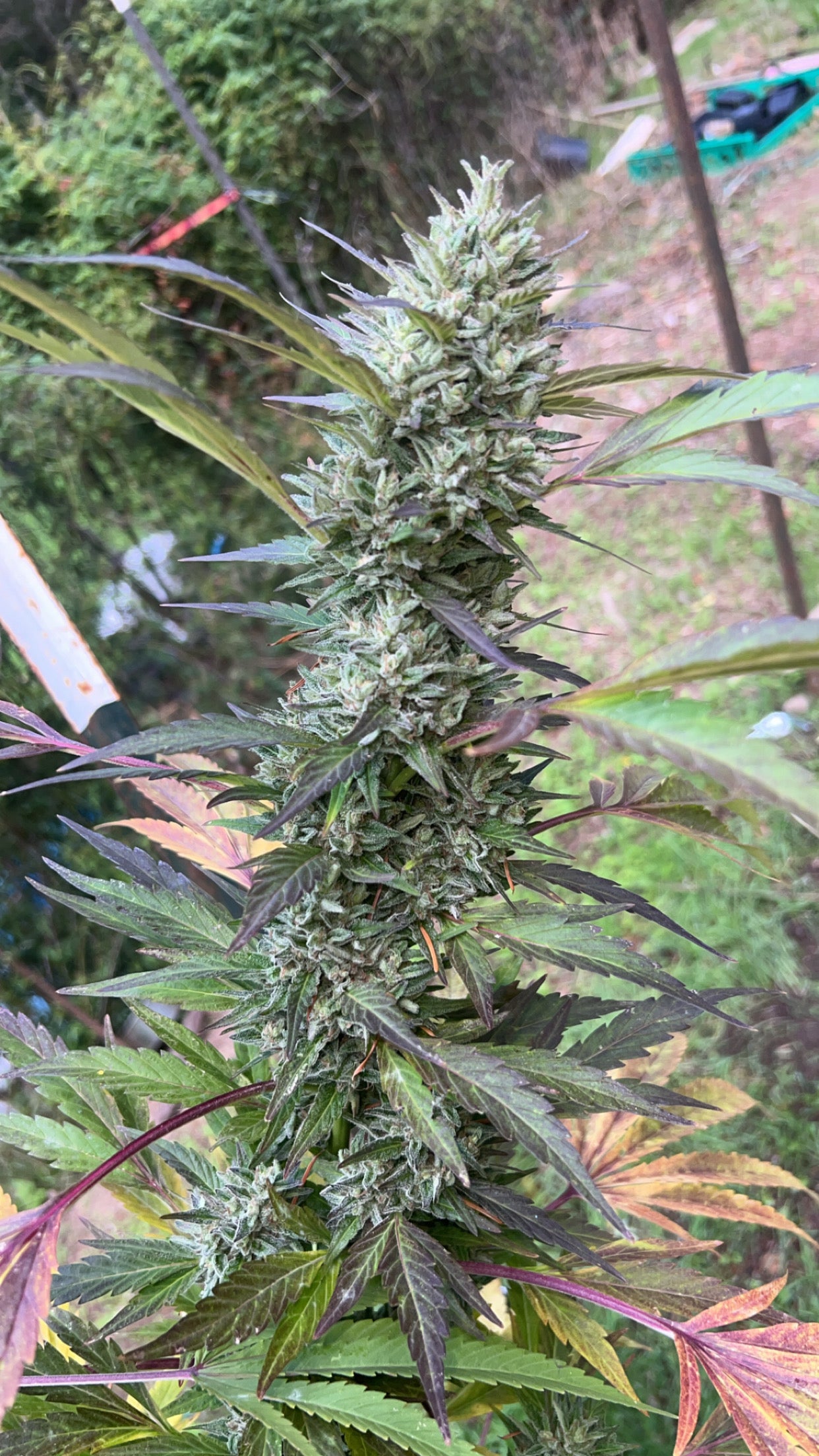 Dirty Burmese (Dirty Chedda Dog x Orange Burmese)