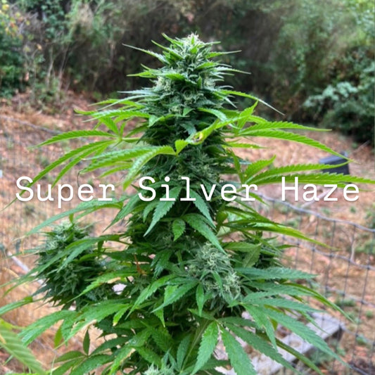 Six Up (Super Silver Haze x Shakedown Street)