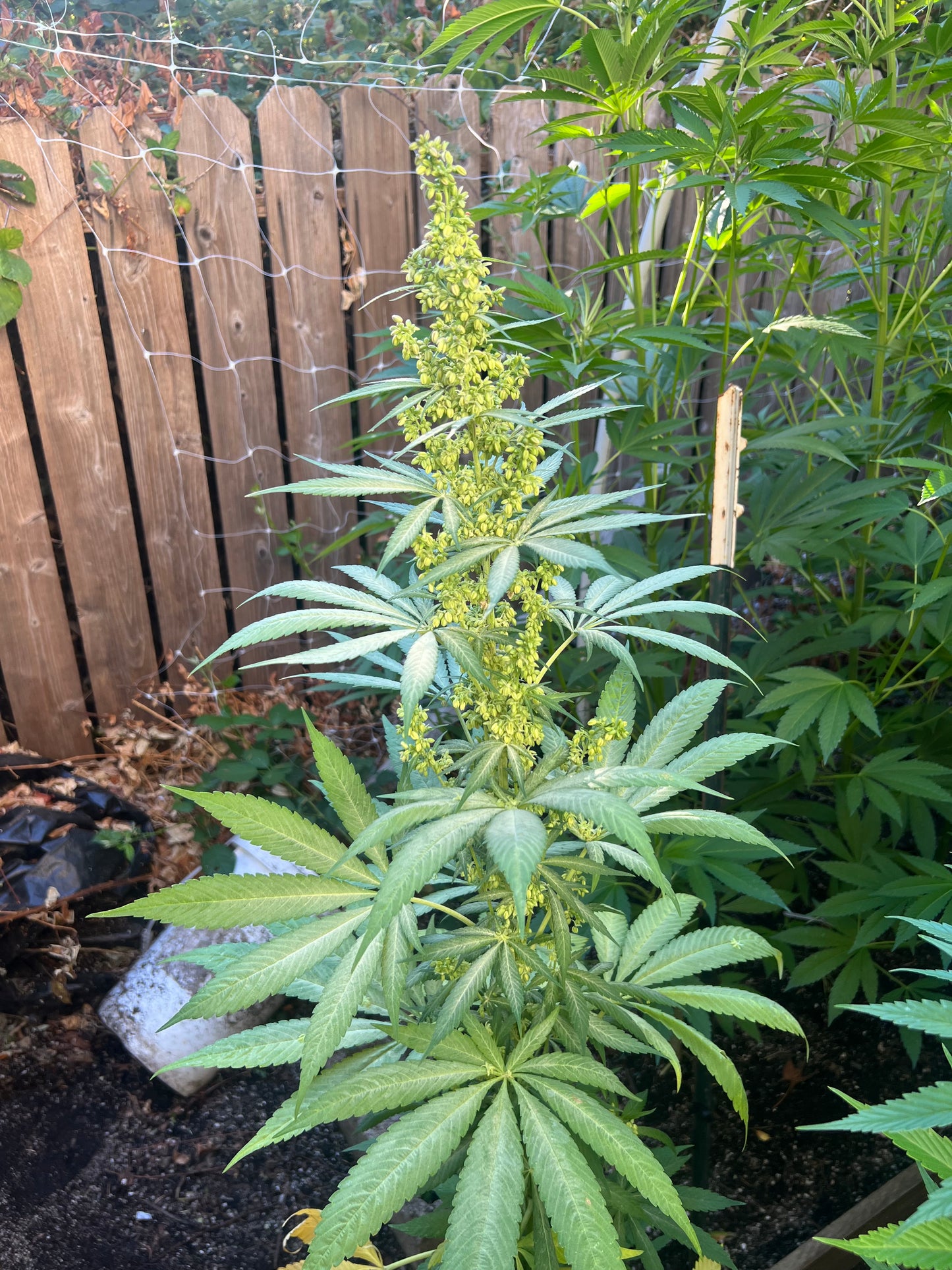 Sour Black Diesel (Sour Diesel x Maruf Kandahar ‘Zed Black’)