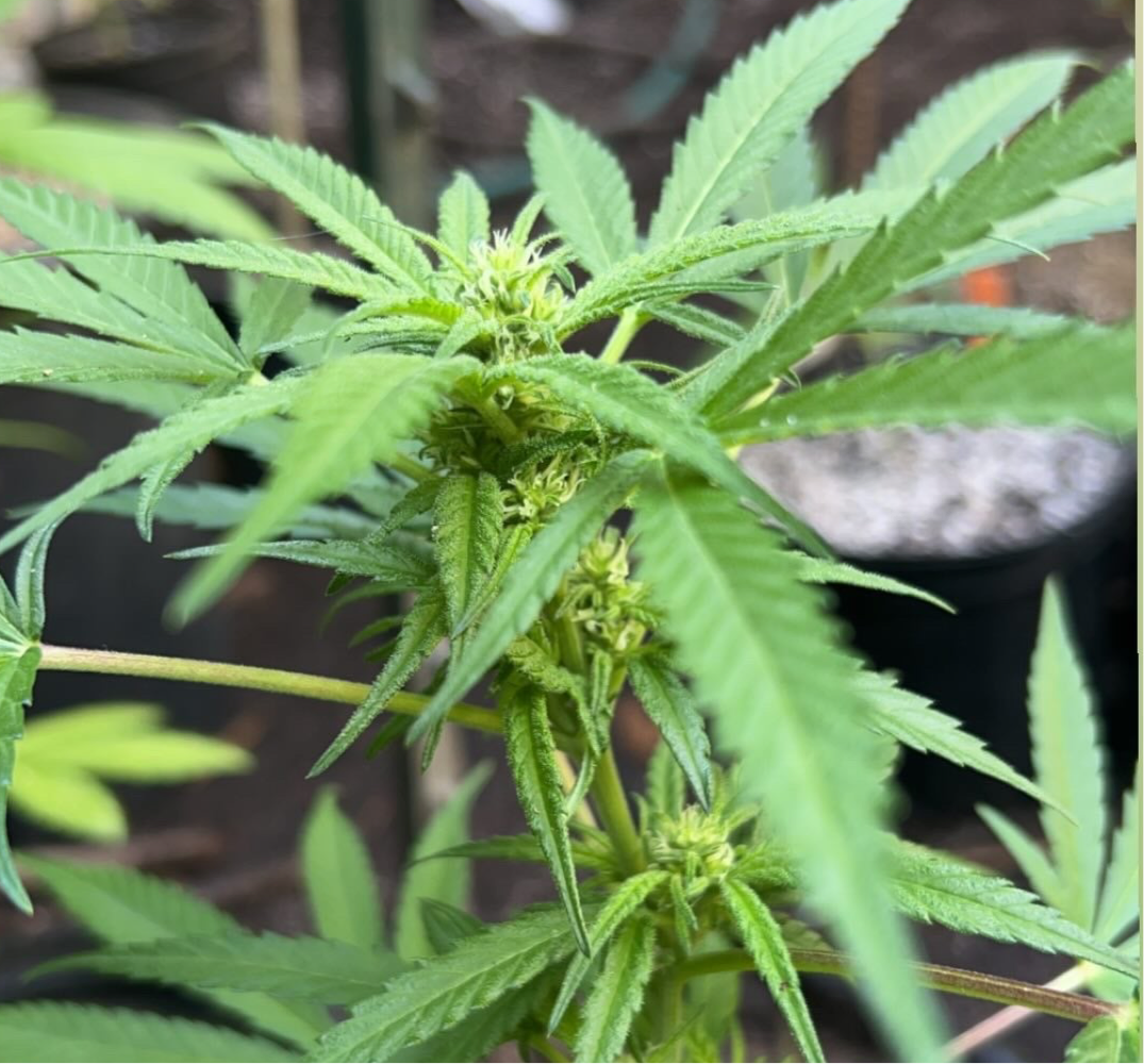 Hippie Crack (Green Crack x Shakedown Street)