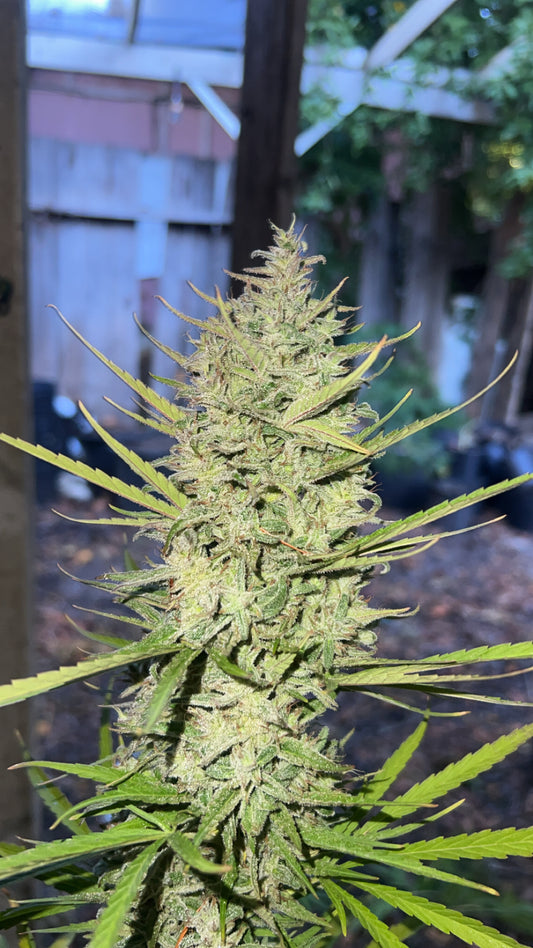 Headphase (Whitethorn Haze x Maruf Kandahar ‘Zed Black’)