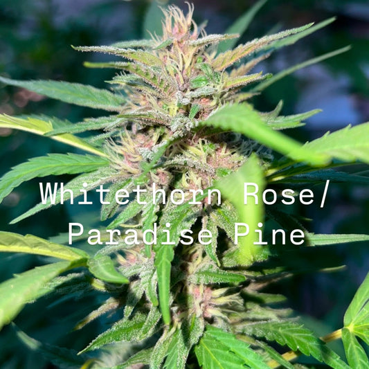 Rum & Roses (Whitethorn Rose/Paradise Pine x Shakedown Street) BOGO FREE