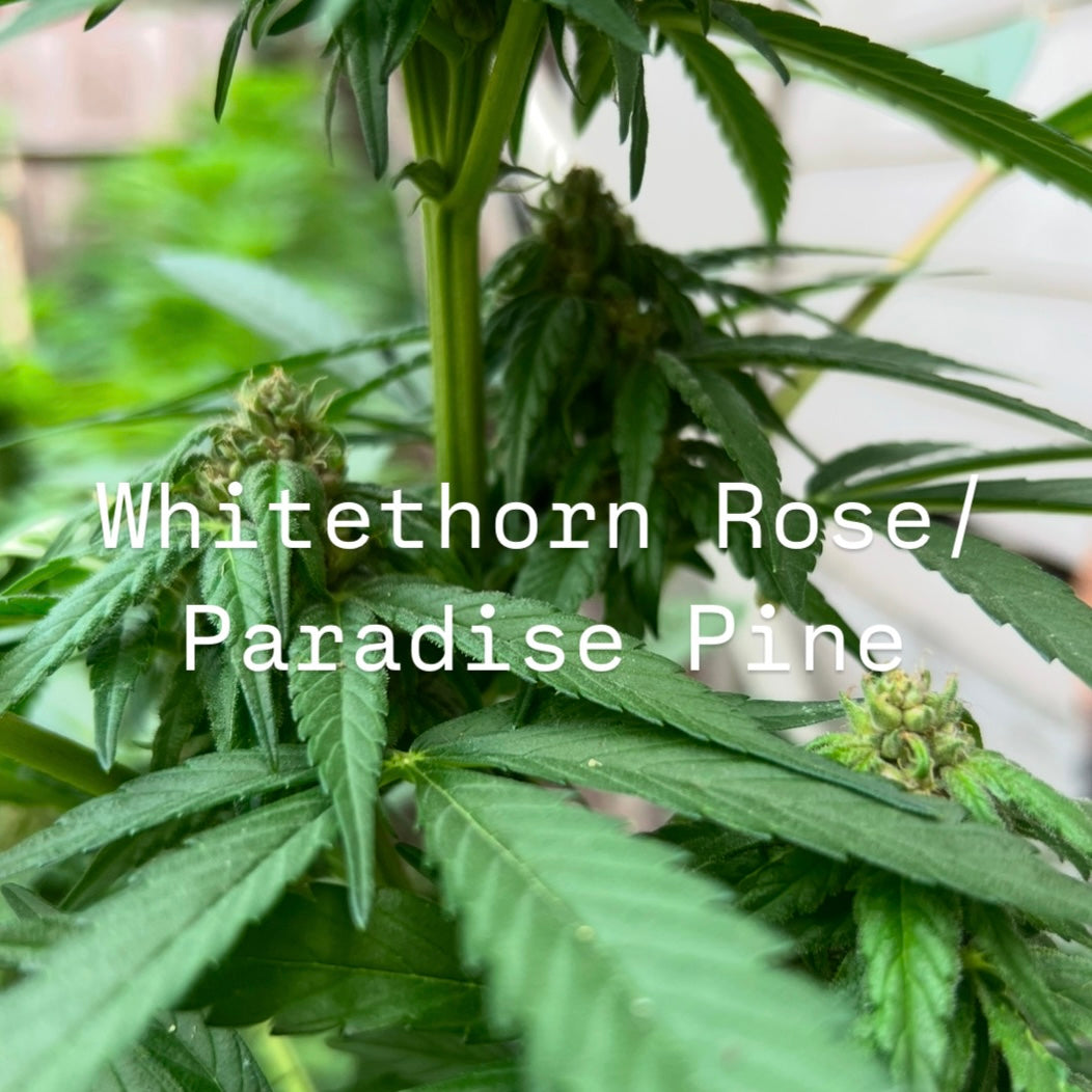 Rum & Roses (Whitethorn Rose/Paradise Pine x Shakedown Street) BOGO FREE