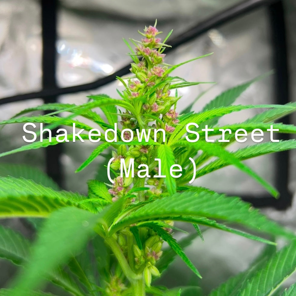 Hippie Crack (Green Crack x Shakedown Street)