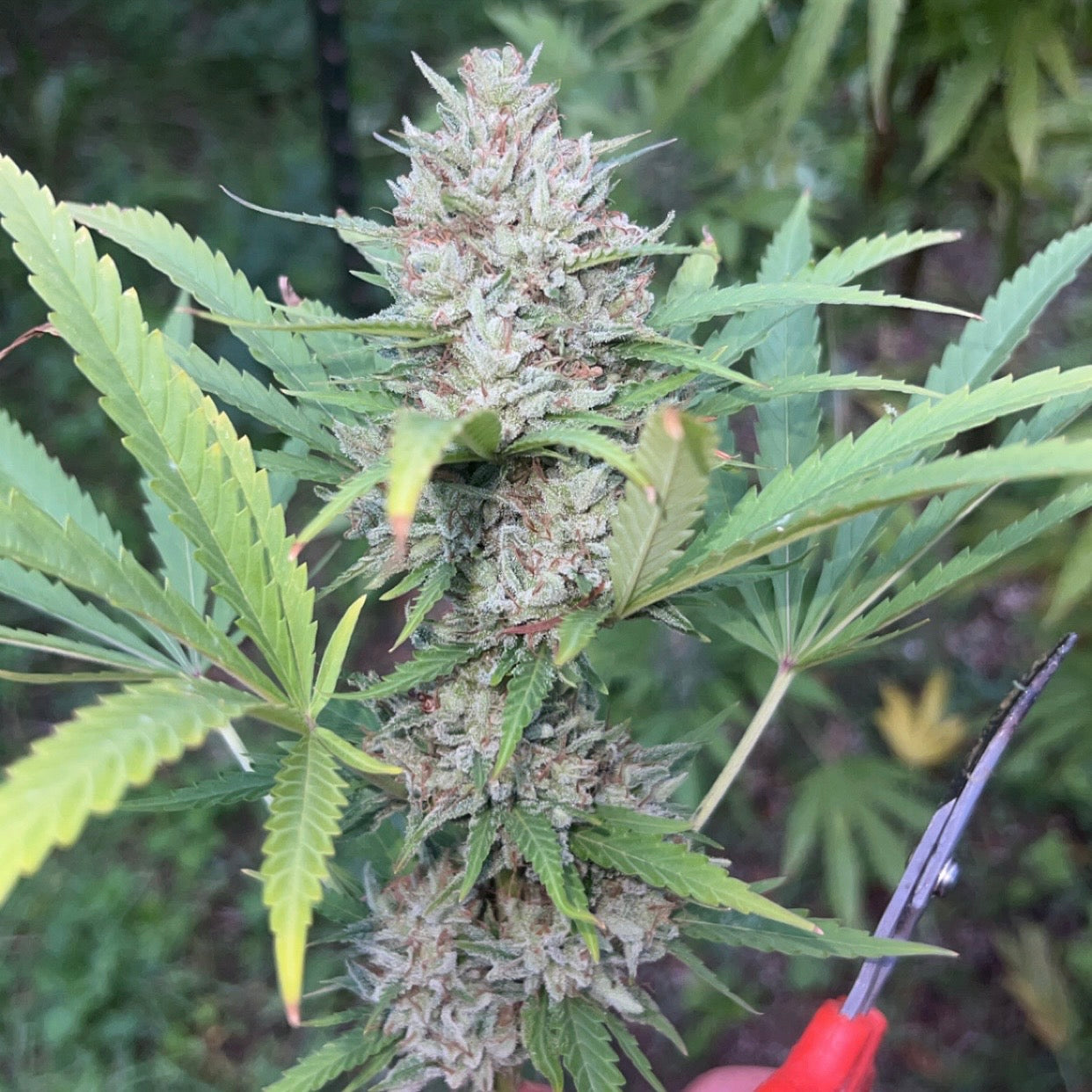 Dirty Burmese (Dirty Chedda Dog x Orange Burmese)