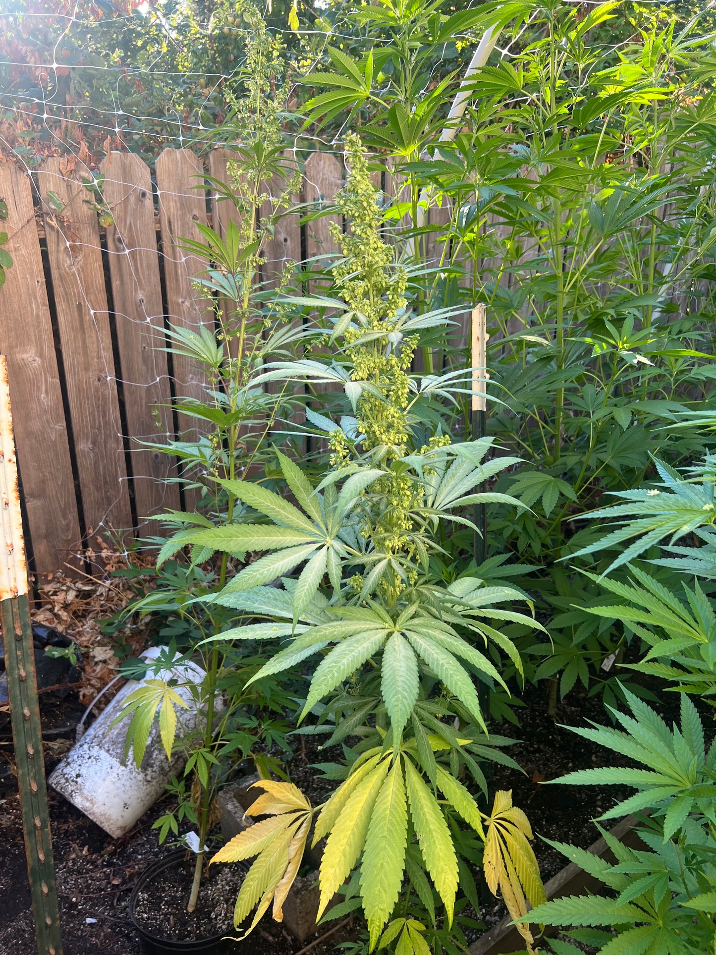 Maruf, Kandahar, Afghanistan (Zed Black #1) BOGO FREE