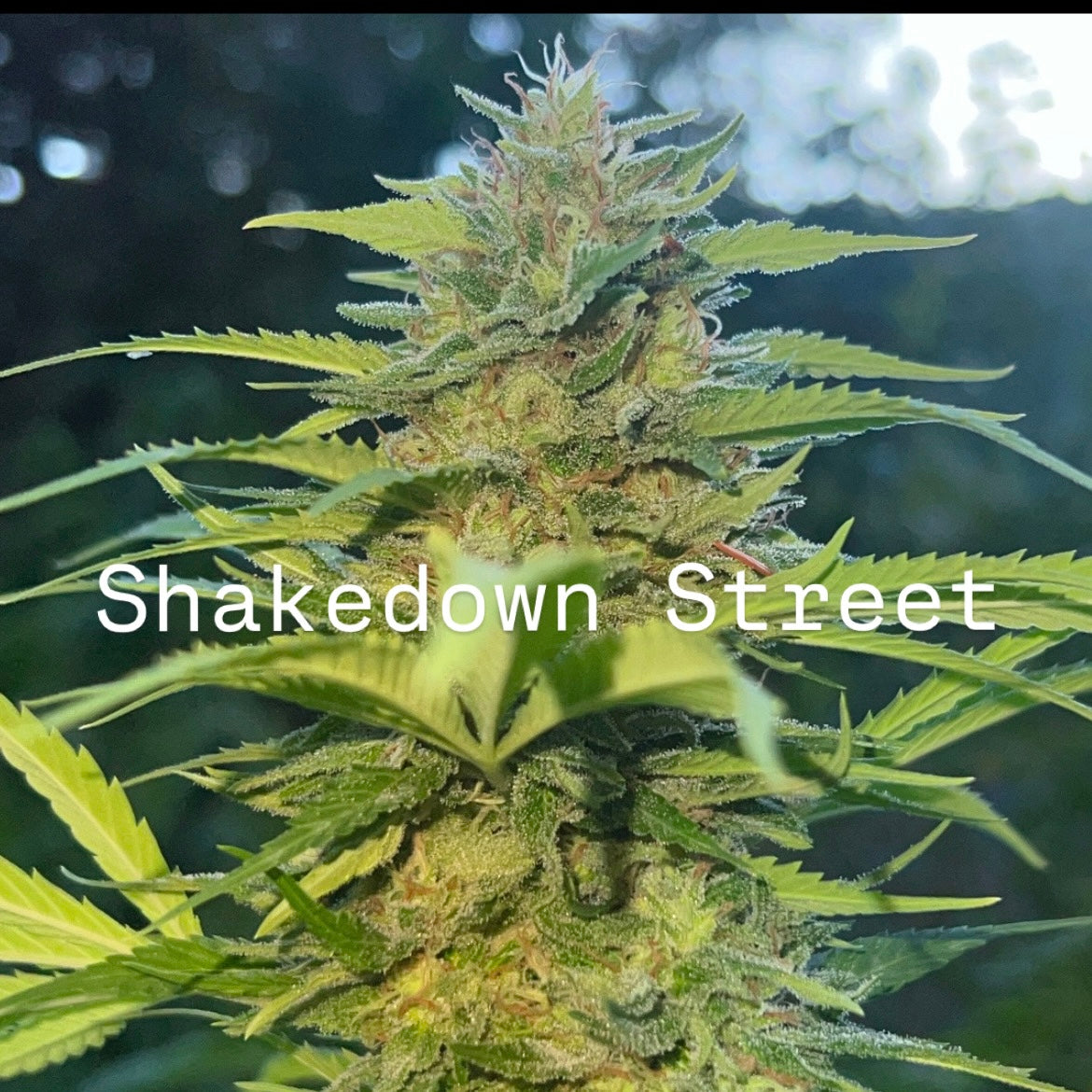 Rum & Roses (Whitethorn Rose/Paradise Pine x Shakedown Street) BOGO FREE