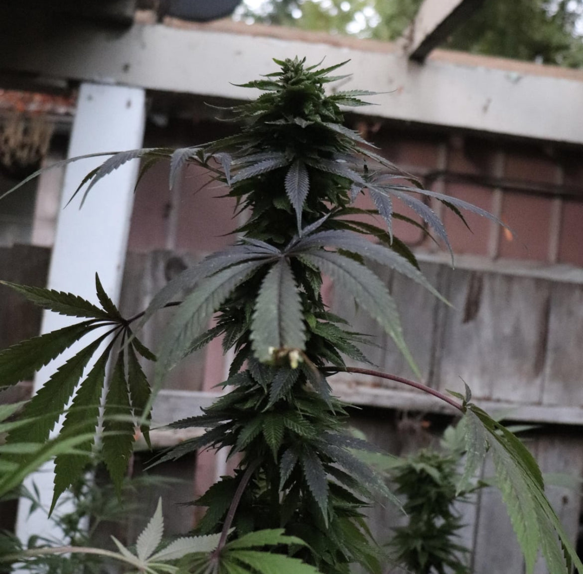 Maruf, Kandahar, Afghanistan (Zed Black #1) BOGO FREE