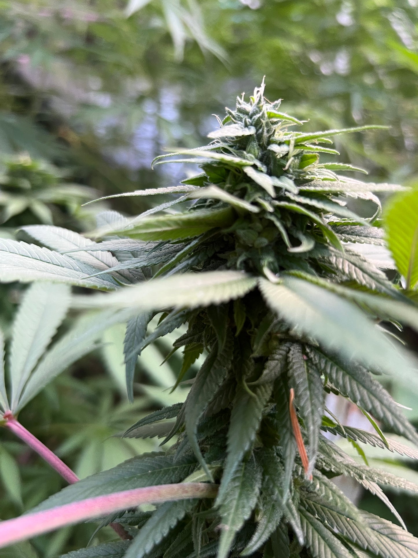 Maruf, Kandahar, Afghanistan (Zed Black #1) BOGO FREE