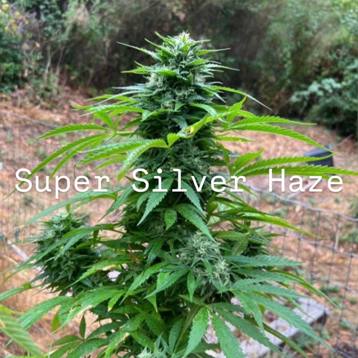 Six Up (Super Silver Haze x Shakedown Street)