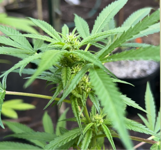 Hippie Crack (Green Crack x Shakedown Street)