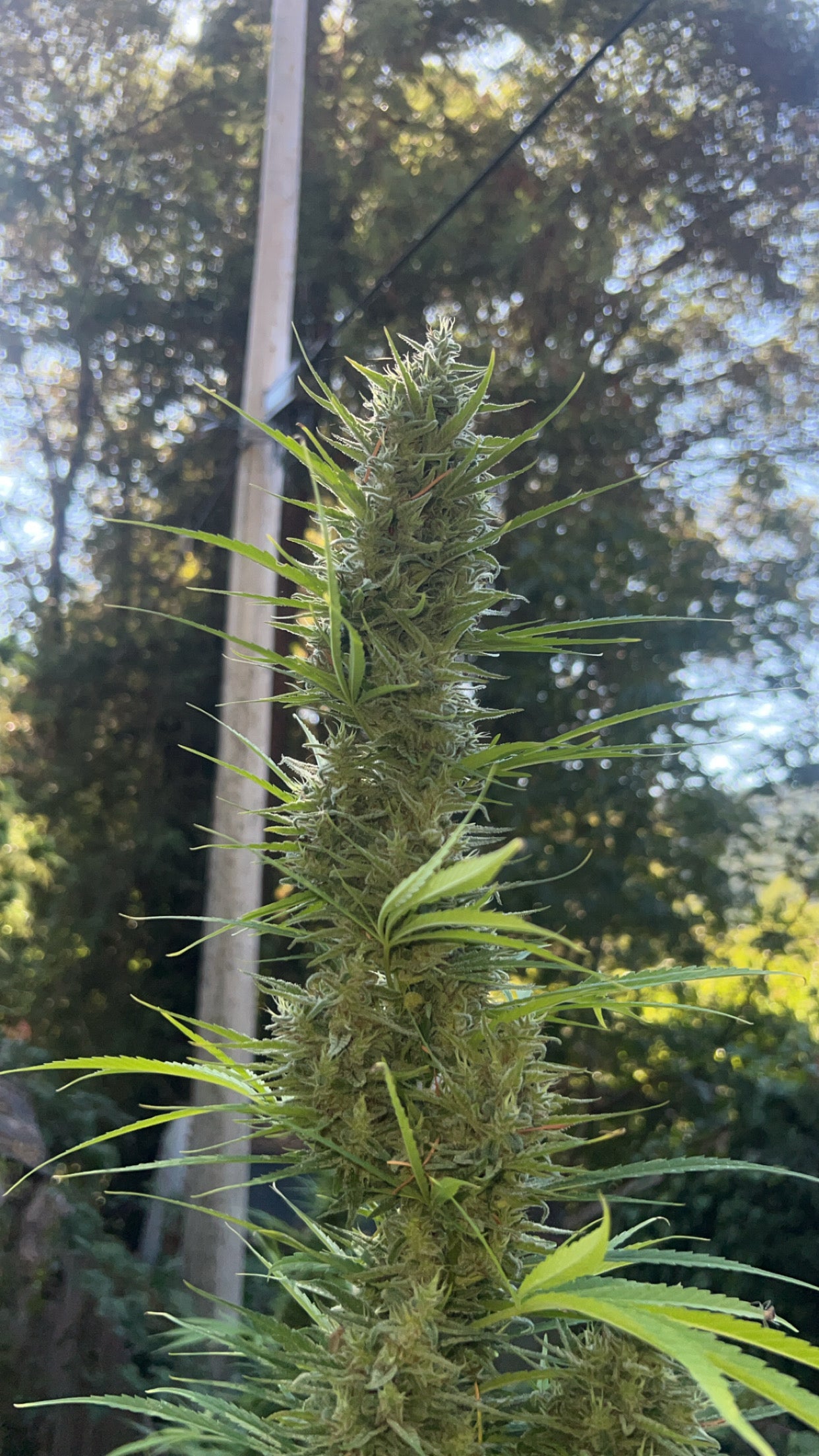 Headphase (Whitethorn Haze x Maruf Kandahar ‘Zed Black’)