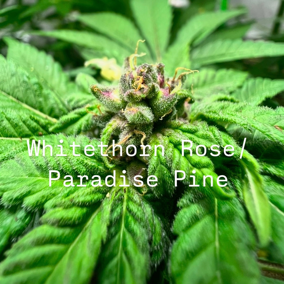 Rum & Roses (Whitethorn Rose/Paradise Pine x Shakedown Street) BOGO FREE