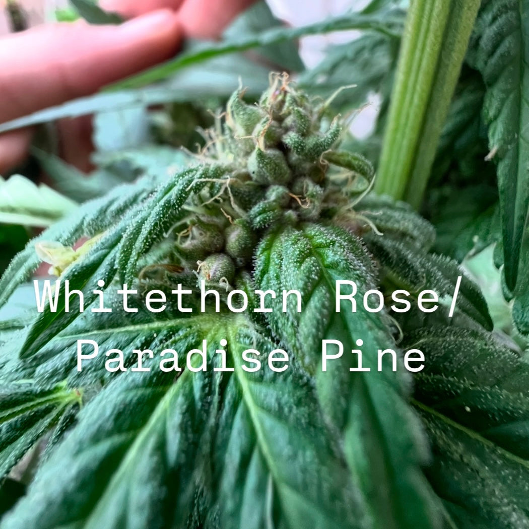 Rum & Roses (Whitethorn Rose/Paradise Pine x Shakedown Street) BOGO FREE